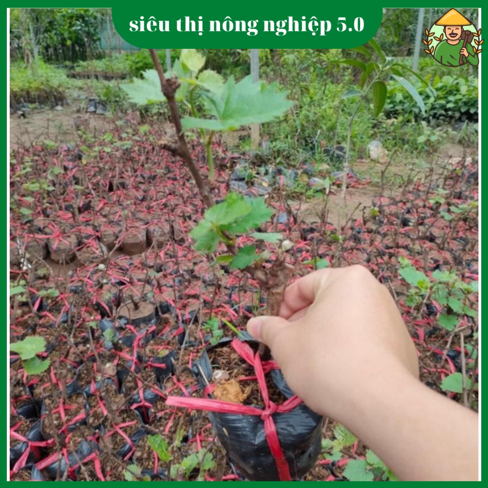 Cây giống nho ngón tay f1, giống nho ngón tay đại học nông nghiệp 1. cây nho ngón tay ghép cành cao 40cm - 50cm