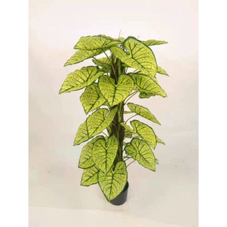 Cây trầu bà lá khoai cao1,6met - Thân gỗ , lá size to