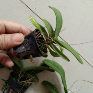 Ngọc điểm giống (đai châu- nghinh xuân)