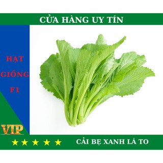  Hạt Giống CẢI BẸ XANH LÁ TO Năng Suất, Dinh Dưỡng Cao - MUA 4 TẶNG 1