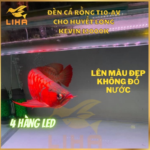 Đèn Led T10-AV 4 Hàng Bóng 12000K - Đèn Tanning Cá Rồng T10 AV Màu Đẹp Như Mayin