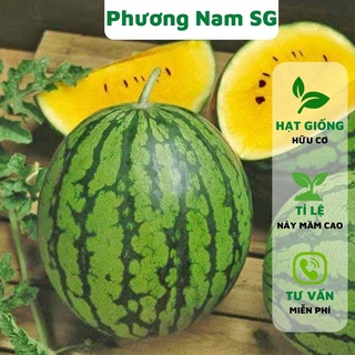 Hạt giống dưa hấu ruột vàng Phương Nam 10H
