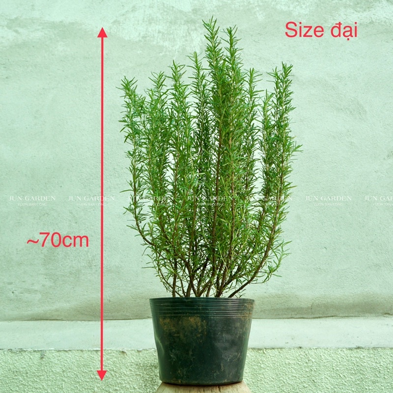 [Mã ICBFRI10 giảm 15K đơn 99K] CÂY HƯƠNG THẢO THUẦN KHÍ HẬU JUN GARDEN SIZE 25CM