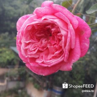 Hồng cổ SaPa nguyên bản bầu khoẻ đẹp