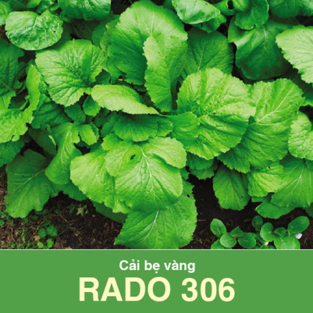 Hạt giống Cải bẹ vàng 306 (20gr)