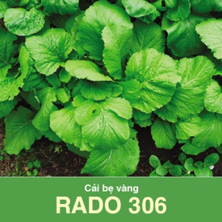 Hạt giống Cải bẹ vàng 306