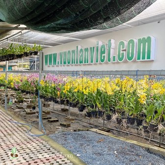 Cây hoa lan Dendro đột biến Hổ Mang Chớp cấy đỉnh