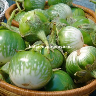 Hạt giống cà dĩa sọc xanh