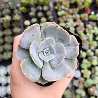 Sen Đá Đất Trắng Cánh Tròn | Xuất xứ Đà Lạt | Dễ trồng dễ chăm