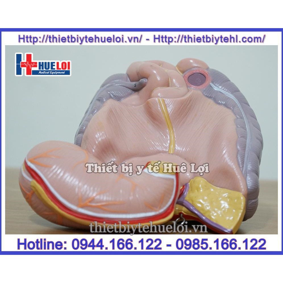 Mô hình giải phẫu nội tạng , Mô hình hệ cơ quan nội tạng nửa người