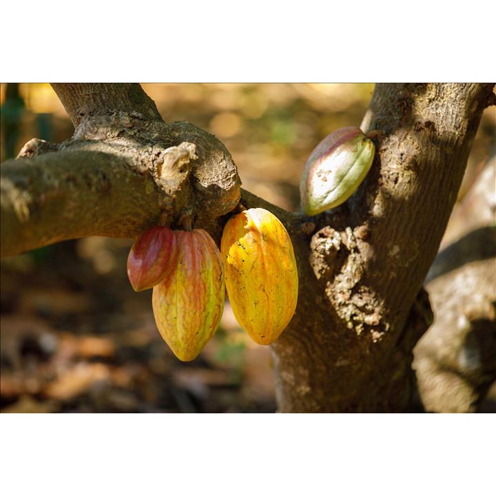 Sô cô la Zeni - Table Chocolate -Vị nguyên bản từ Đắk Lắk - Dark Chocolate 62%/70%/85%/100%