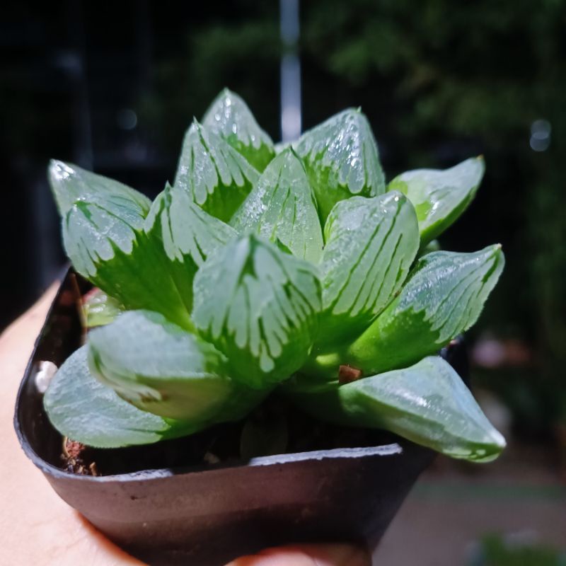 Sale 55%-Sen Đá Haworthia Ice City- Guốc Ngọc Xanh Xước.