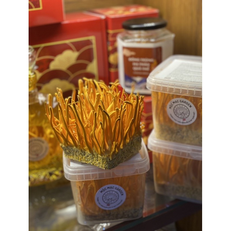 Đông trùng hạ thảo sấy khô gói 100gr | BigBuy360 - bigbuy360.vn