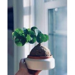 Củ bình vôi bonsai