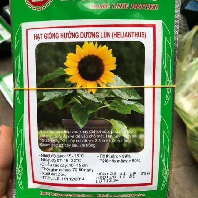 Combo 20 Hạt giống hoa hướng dương