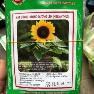 Combo 20 Hạt giống hoa hướng dương