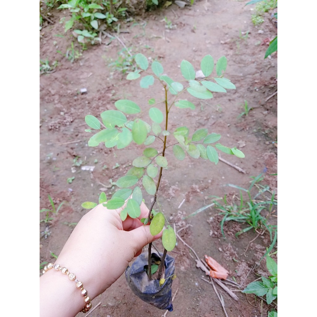 Combo 2 cây giống phèn đen ❣️❣️MUA 2 TẶNG 1 ❣️❣️Số lượng có hạn