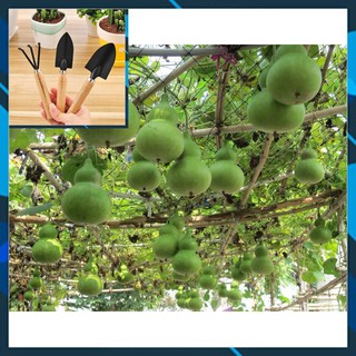 Hạt giống Bầu Hồ Lô 10 Hạt TẶNG BỘ LÀM VƯƠN MINI