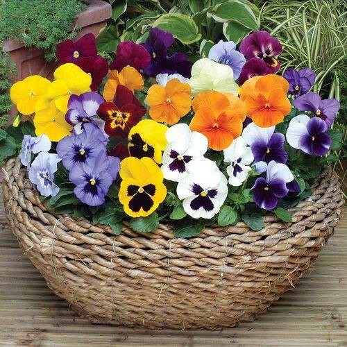 Hạt giống hoa Pansy mix màu.