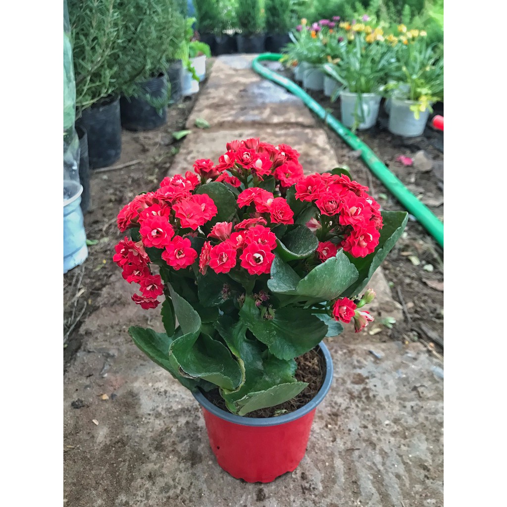 Cây hoa sống đời cao 20-25cm hoa nở đẹp màu đỏ tươi cực dễ trồng chăm sóc, thích hợp trang trí cảnh