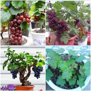 Hạt giống cây ăn trái nho lùn Pháp - ( 1 gói 10 hạt kèm 3 viên nén ươm hạt )