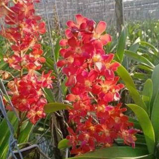 Hoa lan Bangkok Sunset đỏ trưởng thành