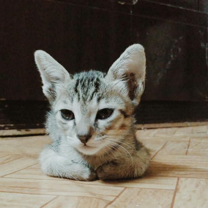 (nowship)Bán Mèo ta 2 tháng tuổi tặng mèo nhanh nhẹn lông tam thể