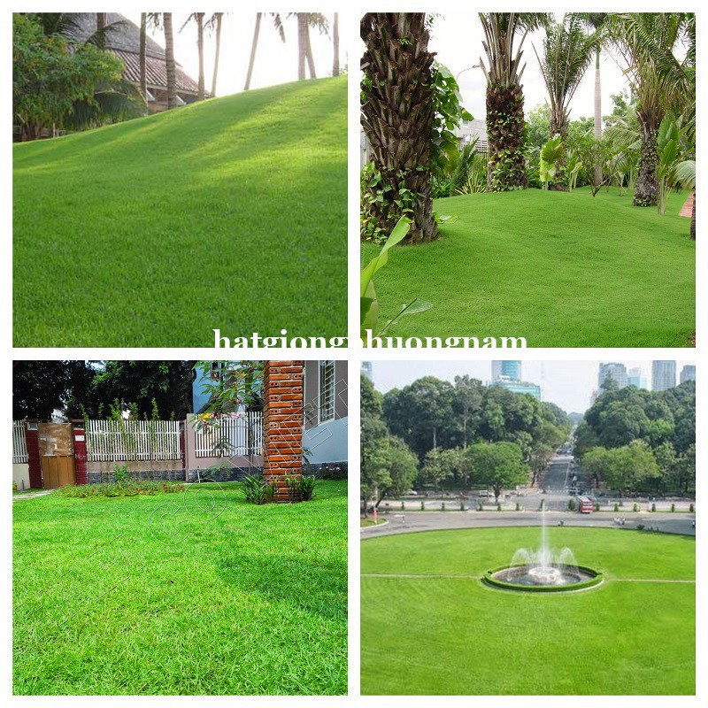 HẠT GIỐNG CỎ NHUNG NHẬT