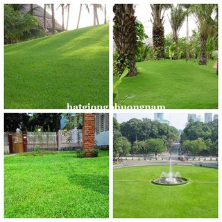 HẠT GIỐNG CỎ NHUNG NHẬT
