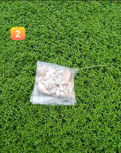 [Hàng Có Sẵn] Vỏ Ốc BIỂN TRANG TRÍ | BigBuy360 - bigbuy360.vn