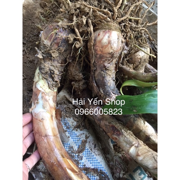 1 củ BẠCH TRINH BIỂN siêu to,dễ trồng