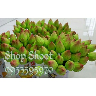 BÚP SEN HÀNG THÁI LOẠI 1