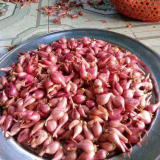 Hành tím lý sơn