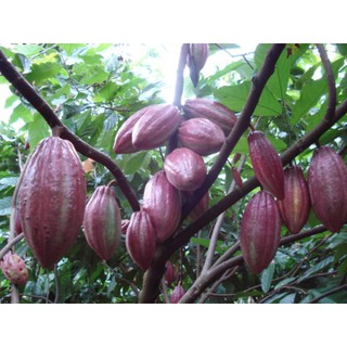 Ca cao nguyên chất nhà làm