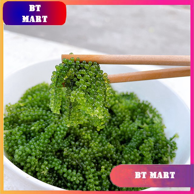 Combo 10 Gói Rong Nho Tách Nước Khánh Hoà 25Gr - Giàu Dinh Dưỡng - Công Nghệ Tách Nước Tiêu Chuẩn Nhật Bản | BigBuy360 - bigbuy360.vn