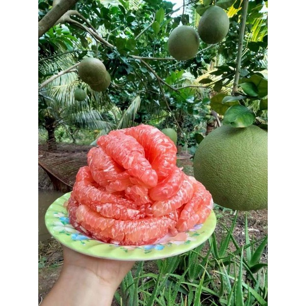 Bưởi da xanh mỏng vỏ bao ăn