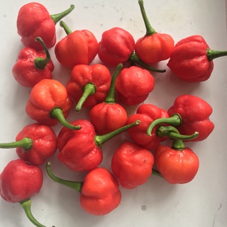 Hạt ớt giống Scotch Bonnet Red