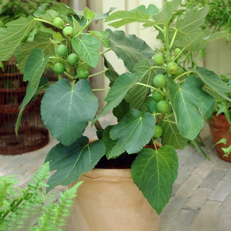 Hạt giống Sung Ngọt Mỹ 10 Hạt, Chịu Nhiệt, Trồng Quanh Năm, Dễ Trồng - Khang Nông Seeds