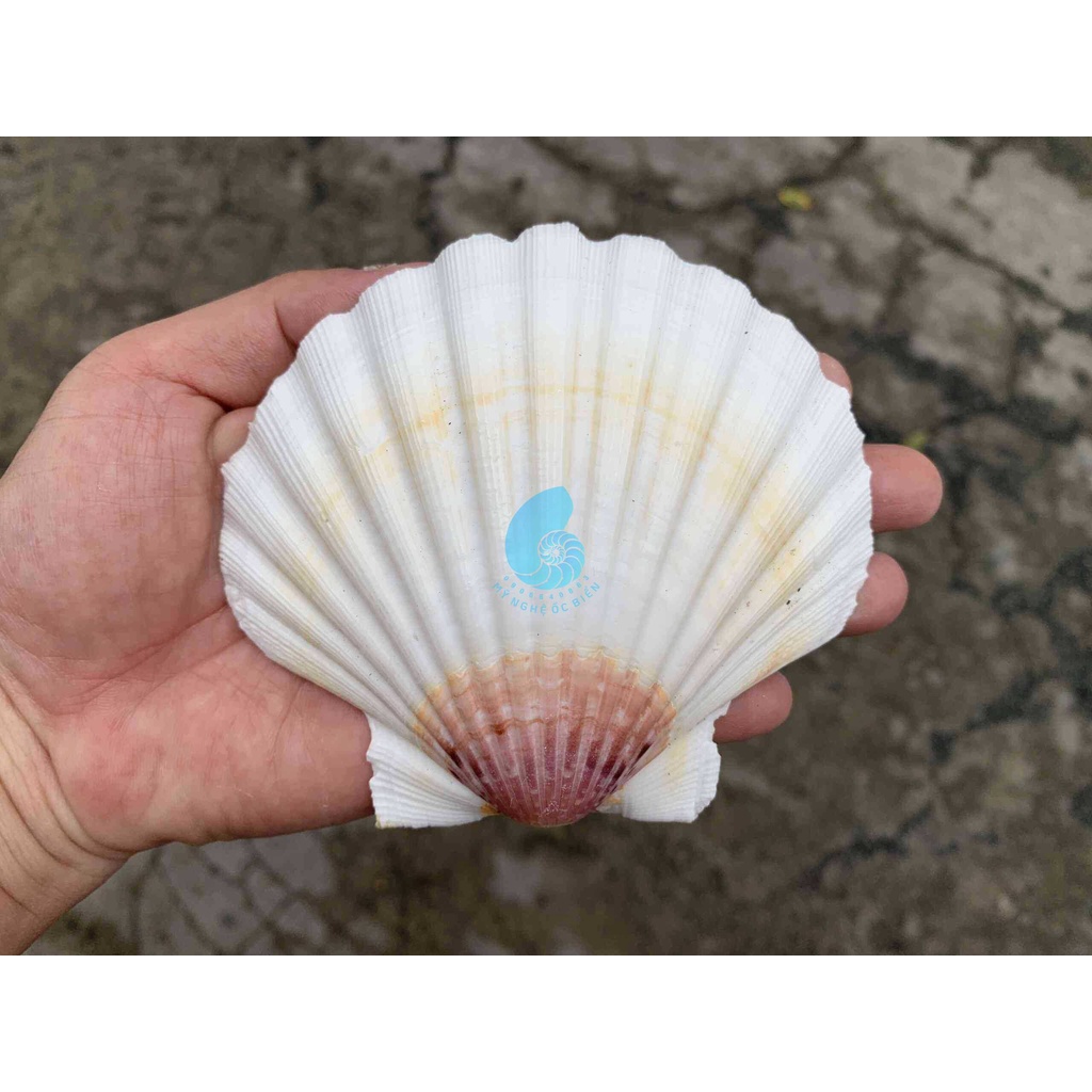 1 VỎ SÒ ĐIỆP NHẬT - BIG SIZE, trang trí nhà cửa, bàn làm việc, bể cá cảnh, quà lưu niệm