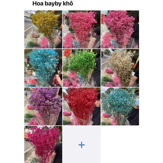 Hoa bayby khô đủ màu bó 120gram
