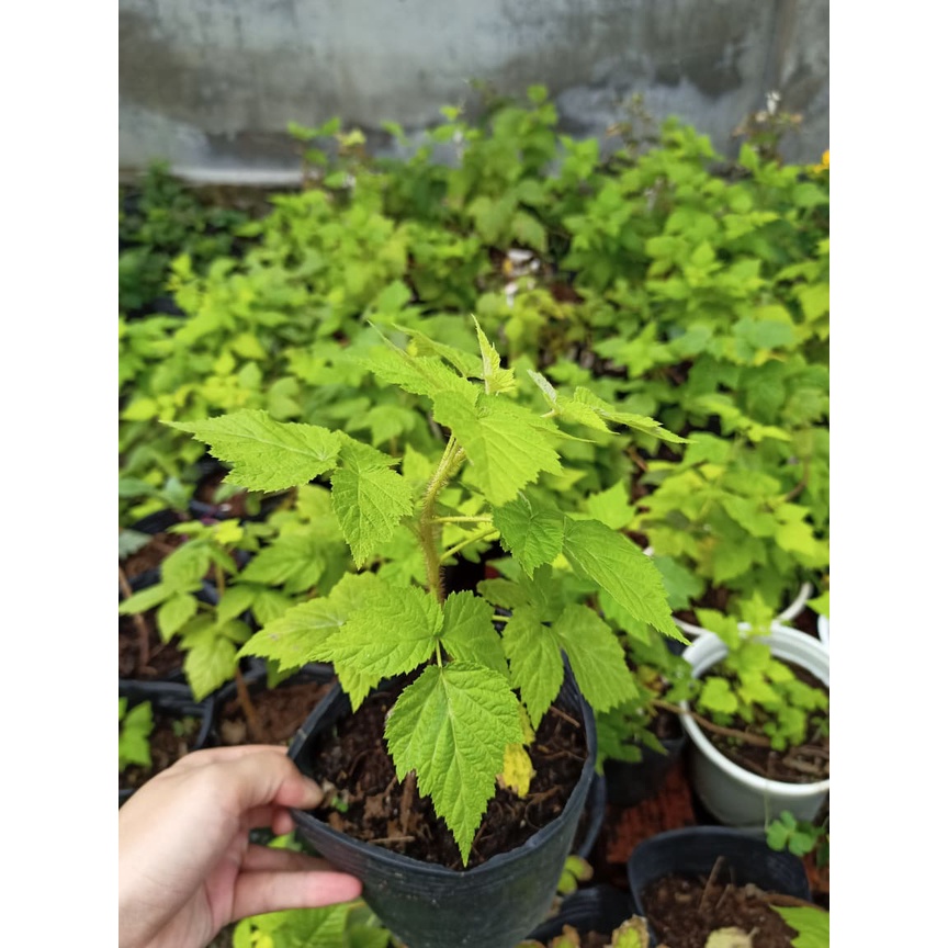 Chậu cây giống trái mâm xôi Vàng - Phúc Bồn Tử  - Cây cao 15-20cm đã trồng ổn định, sắp ra hoa