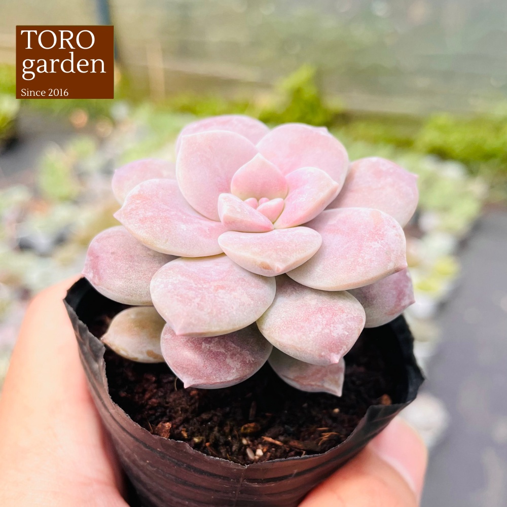 COMBO 5 MẦM SEN ĐÁ DĨA HỒNG HƯ 1 ĐỔI 1 SIÊU CUTE