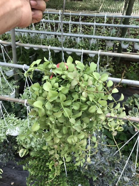 Cây lan dola vỏ ốc trang trí
