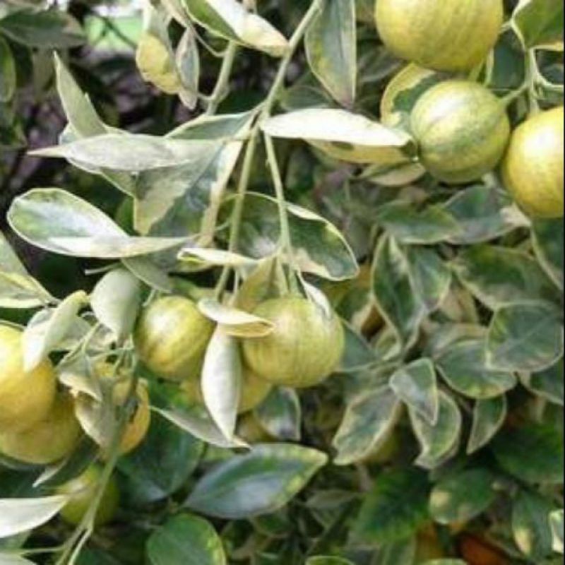 Quất  đang trái