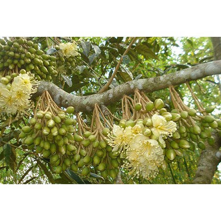 Phân bón kích thích ra hoa dạng bột 10-33-20
