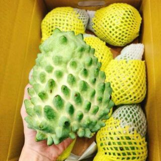 Cây giống na dứa đài loan 2kg/1 quả