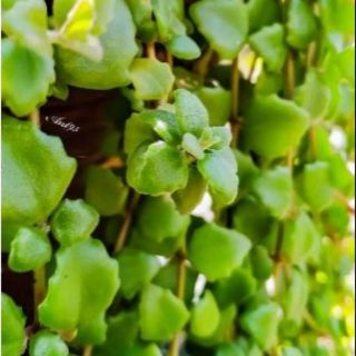 Giống cây chuỗi ngọc me , cẩm tú me (10 nhánh 20cm)