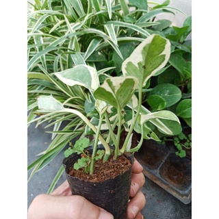 Cây trầu bà Cẩm thạch, trầu bà sữa