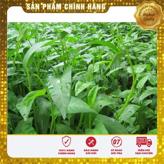 Hạt Giống Rau Muống Lá Tre(50gr)