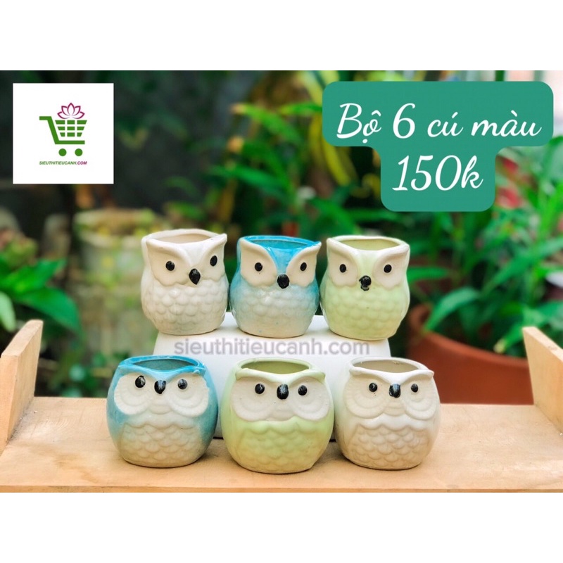 CHẬU CÚ MÈO SIÊU XINH